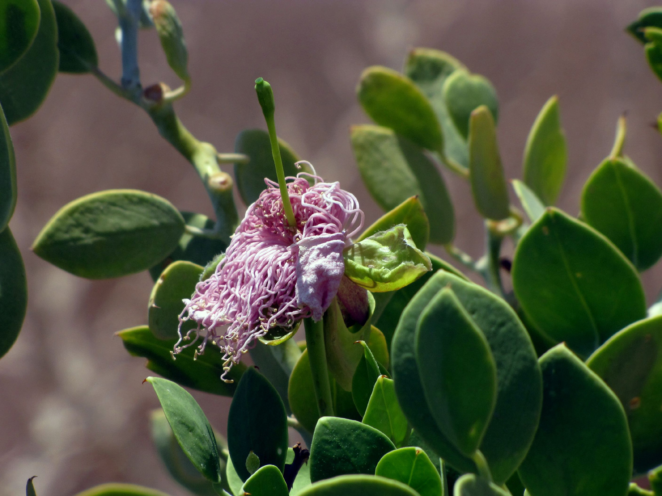 Image of Capparis cartilaginea specimen.