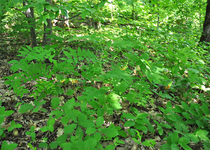 Image of Vicia crocea specimen.