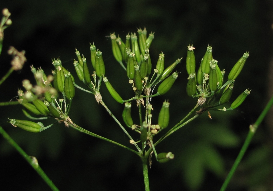 Изображение особи Anthriscus sylvestris.