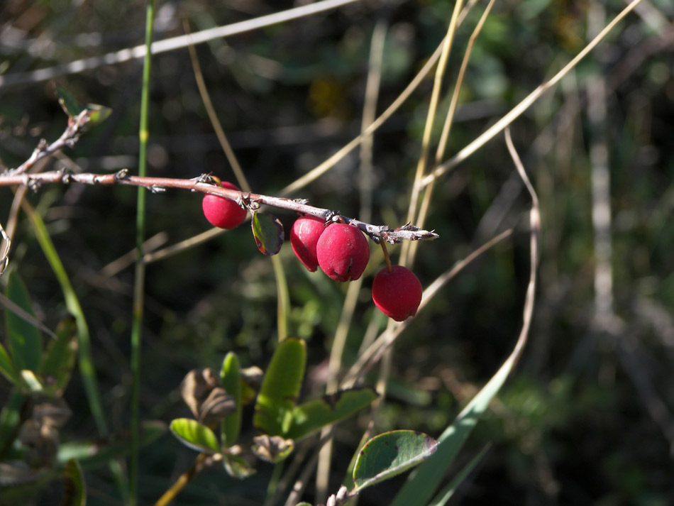 Изображение особи Cotoneaster nefedovii.