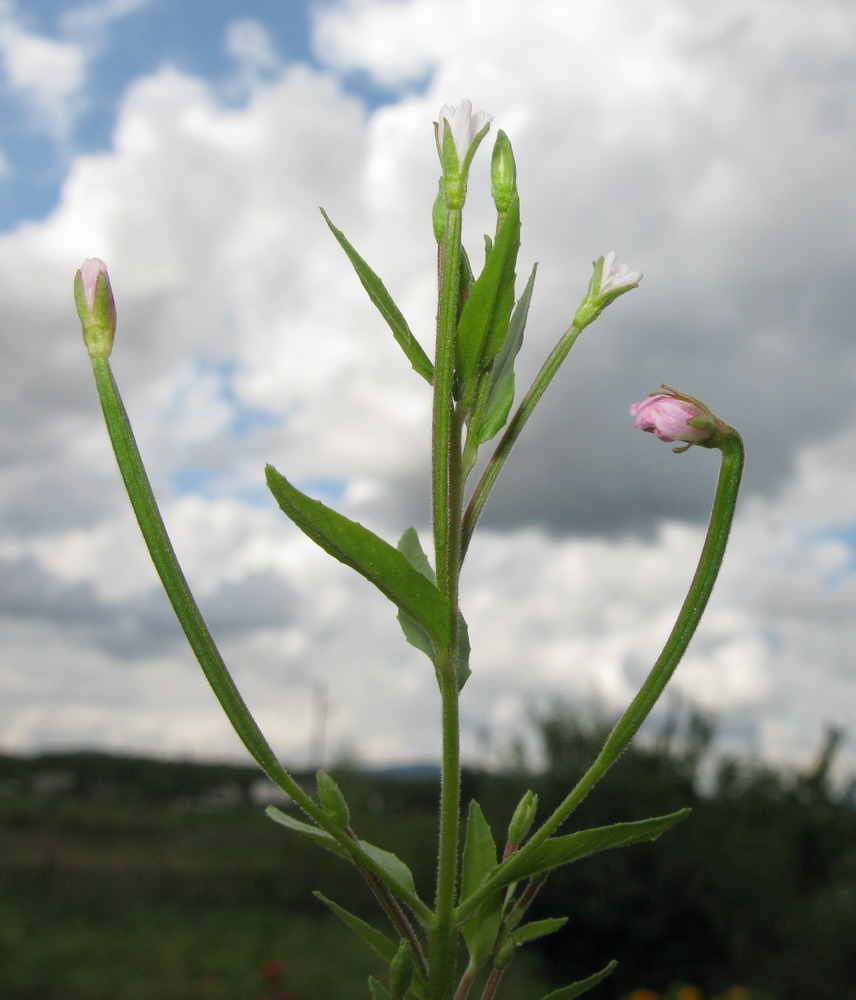 Изображение особи Epilobium pseudorubescens.