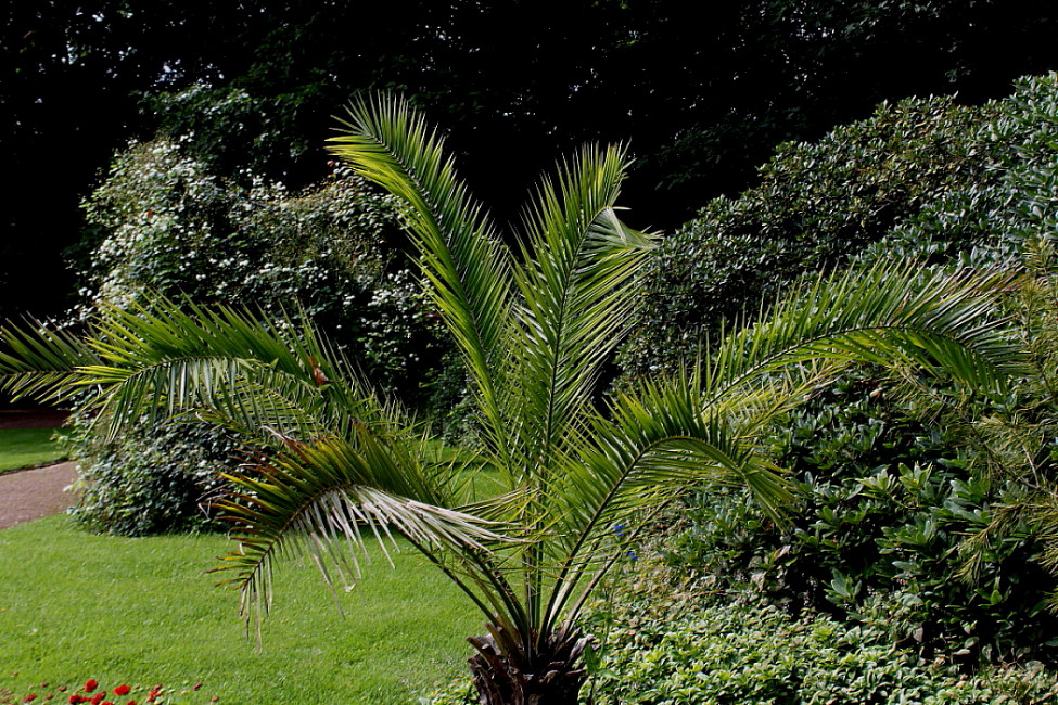 Image of Phoenix canariensis specimen.