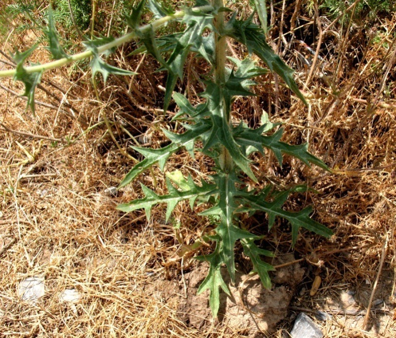 Image of Carthamus &times; turkestanicus specimen.