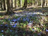 Hepatica nobilis. Аспект цветущих растений в темнохвойном лесу. Карелия, Ладожское озеро, о. Валаам. 15.05.2012.