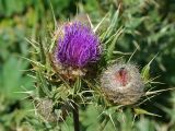 Cirsium pugnax