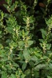 Polygonum arenastrum. Цветущие растения. Московская обл., Раменский р-н, окр. дер. Хрипань, просека под ЛЭП. 17.08.2011.