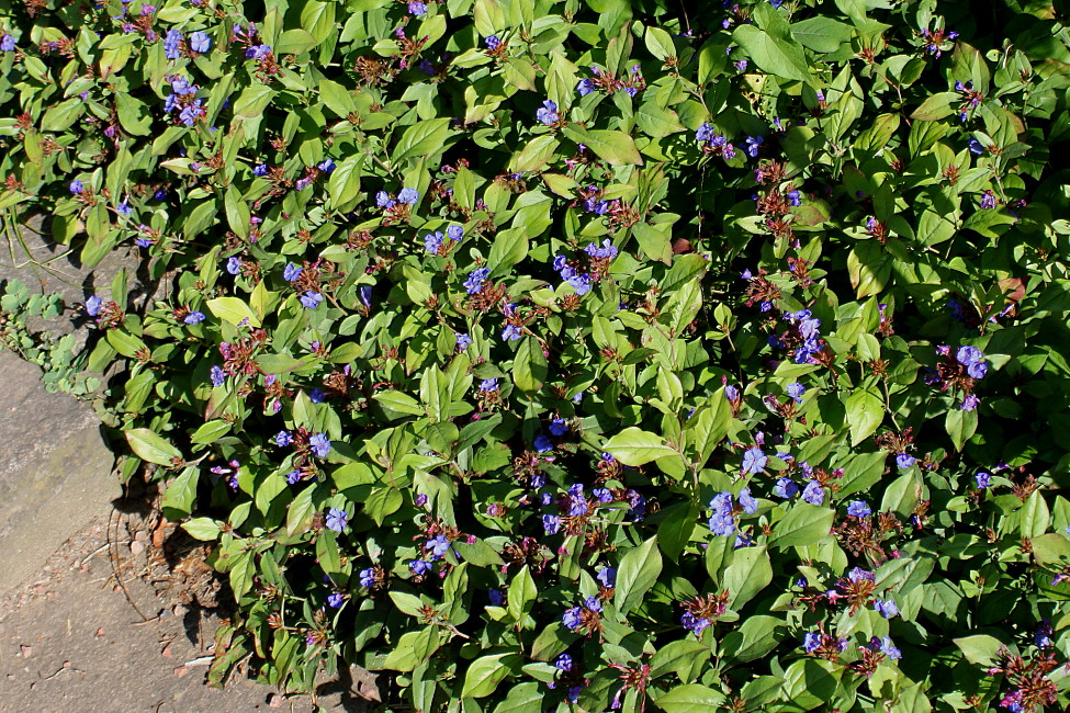 Image of Ceratostigma plumbaginoides specimen.