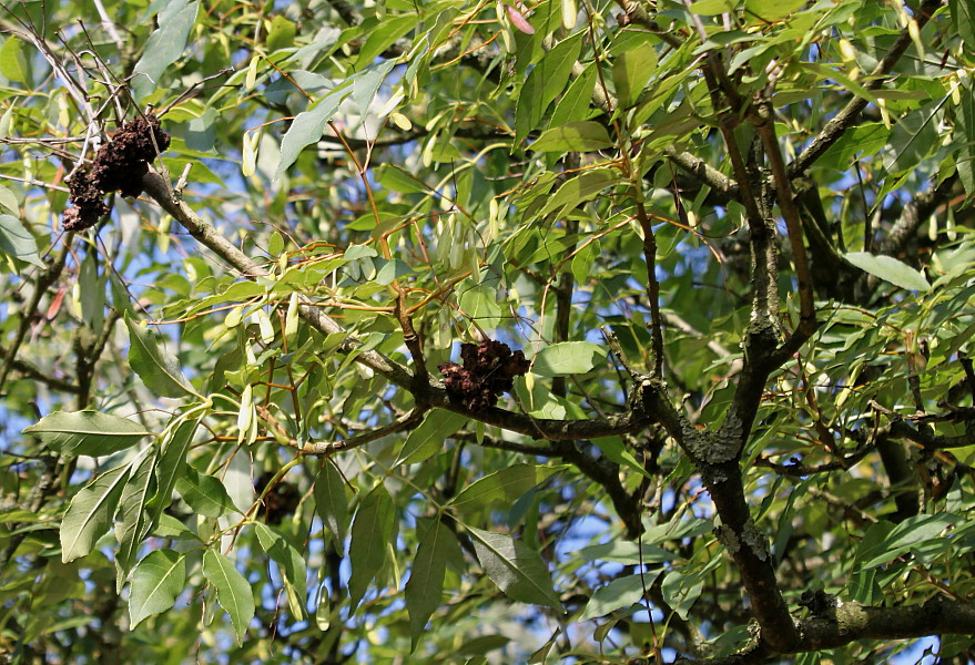 Image of Fraxinus ornus specimen.