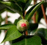 Camellia japonica. Бутон и листья. Германия, г. Кемпен, на открытом балконе. 24.12.2012.