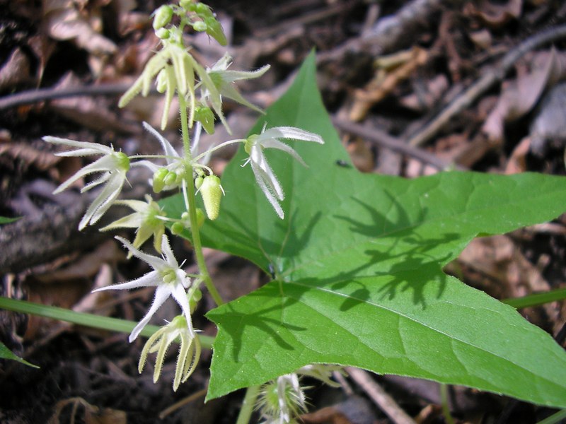 Изображение особи Echinocystis lobata.