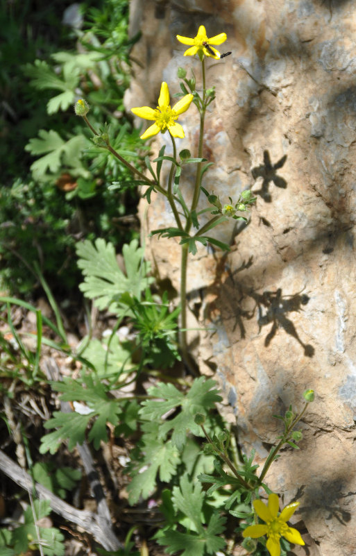 Image of Ranunculus oxyspermus specimen.