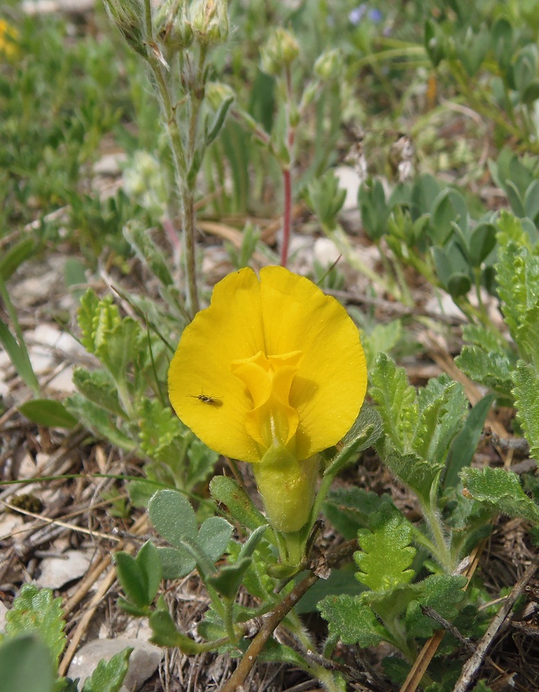 Image of Chamaecytisus wulffii specimen.