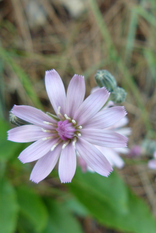 Image of Lagoseris callicephala specimen.