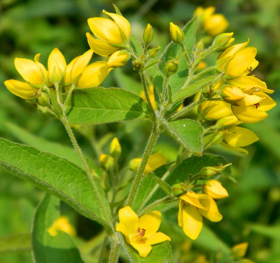 Изображение особи Lysimachia vulgaris.