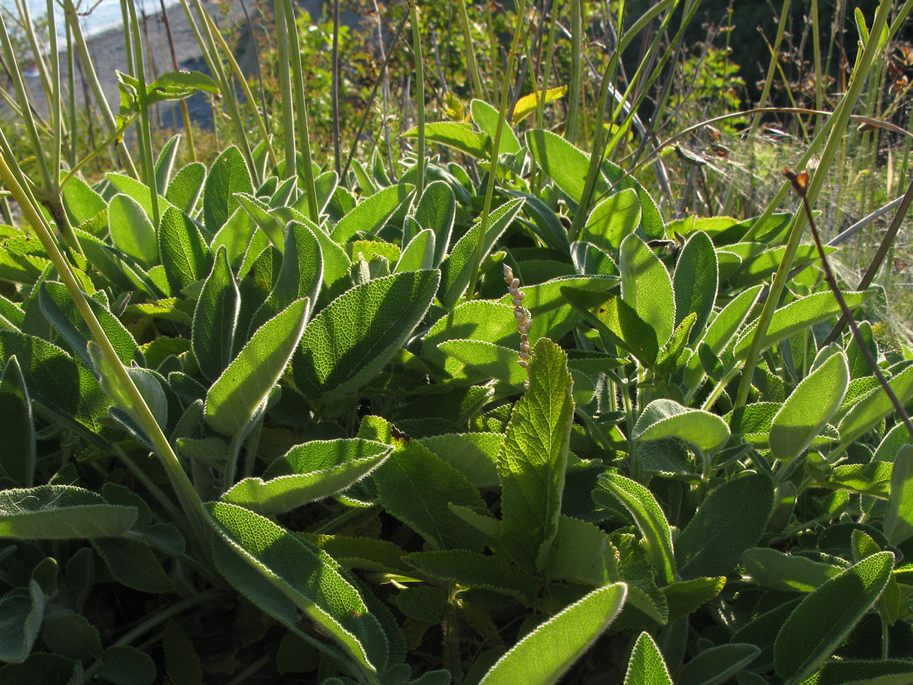 Image of Salvia ringens specimen.