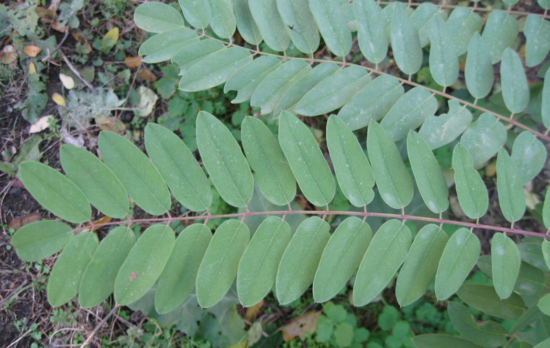 Image of Robinia viscosa specimen.