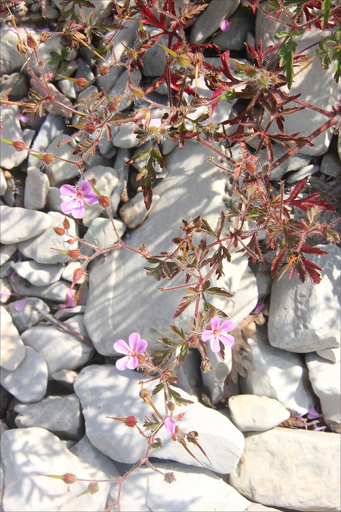 Image of Geranium robertianum specimen.