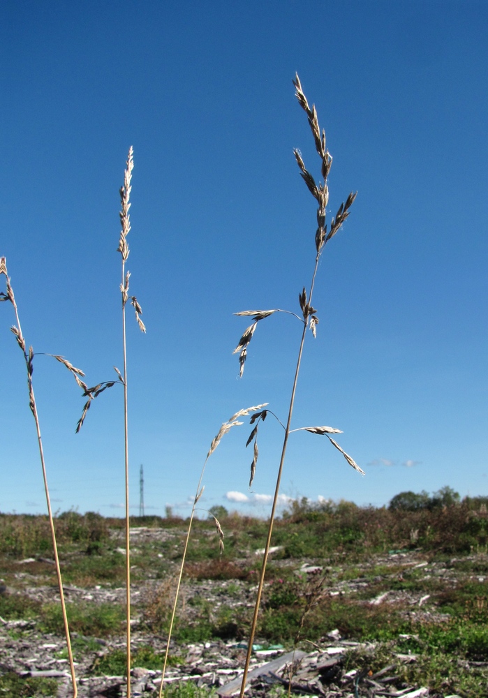 Изображение особи Festuca arundinacea.