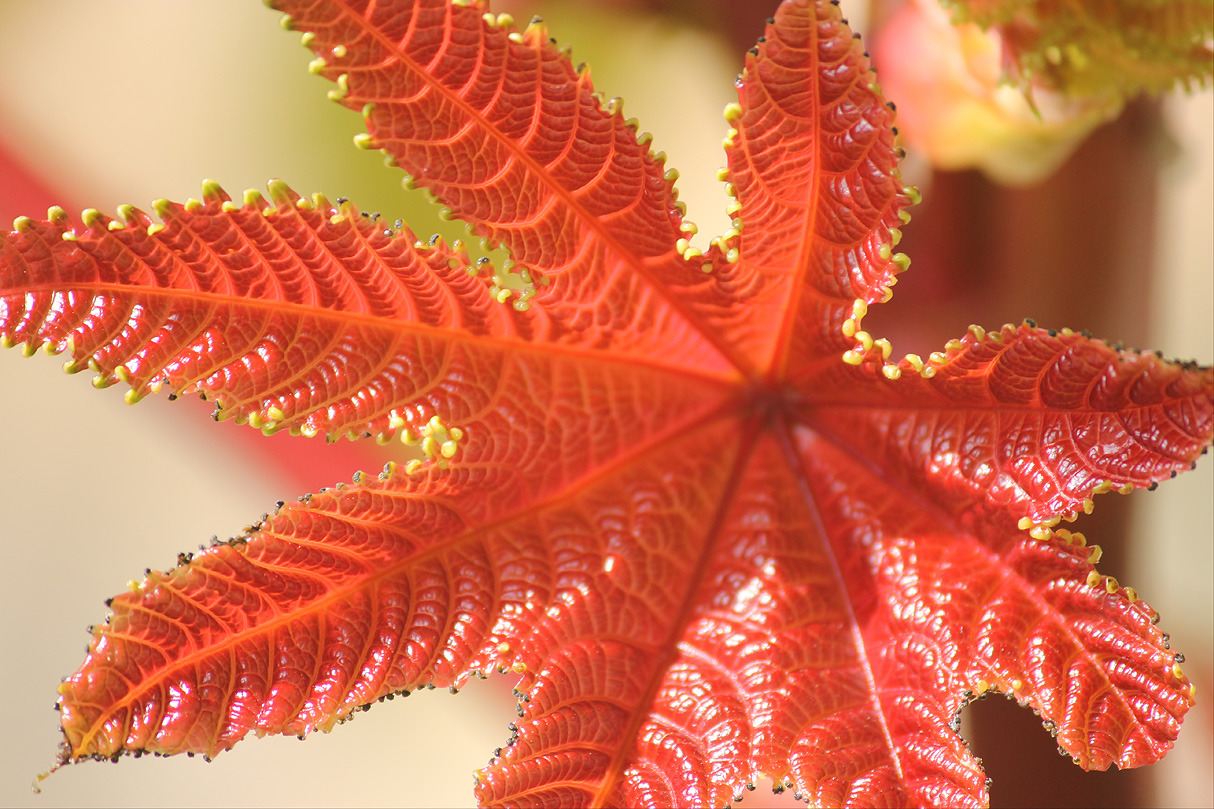 Изображение особи Ricinus communis.