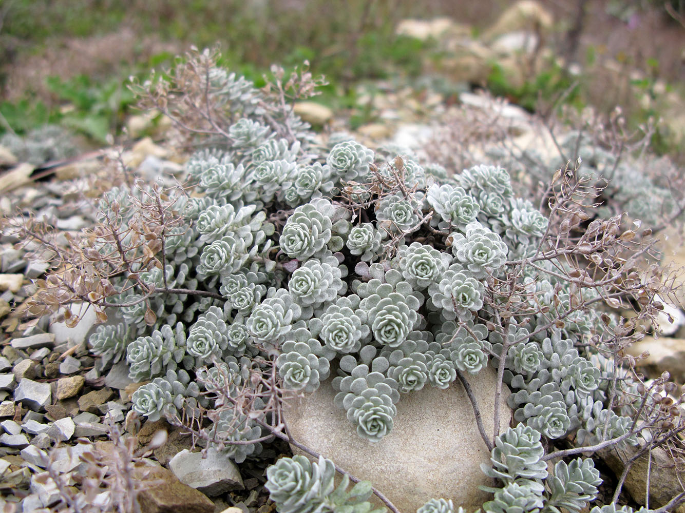 Image of Odontarrhena obtusifolia specimen.