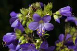 Polemonium caeruleum. Верхняя часть соцветия с личинками клопов. Московская обл., Раменский р-н, окр. дер. Хрипань, просека под ЛЭП. 13.06.2013.