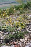 Ferula karataviensis. Цветущее растение. Южный Казахстан, горы Каракус. 16.05.2013.