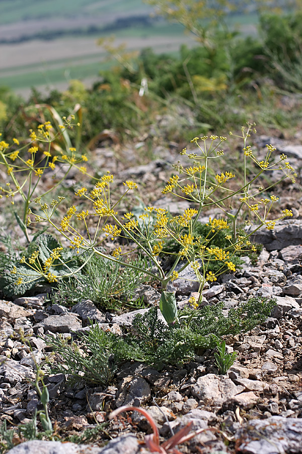 Image of Ferula karataviensis specimen.