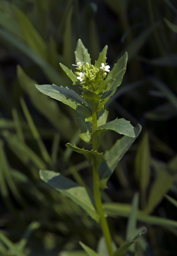 Image of Thlaspi arvense specimen.