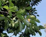 Fagus orientalis. Плодоносящая ветвь (у листьев видны их обратные стороны). Германия, г. Дюссельдорф, Ботанический сад университета. 04.09.2013.