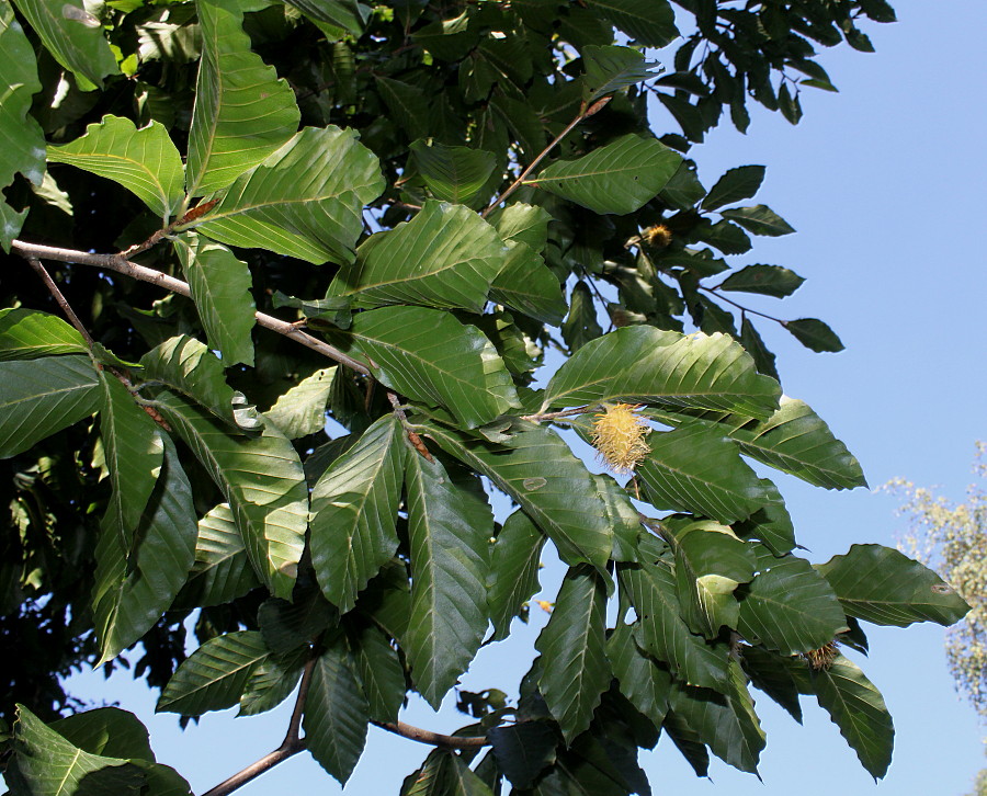 Изображение особи Fagus orientalis.