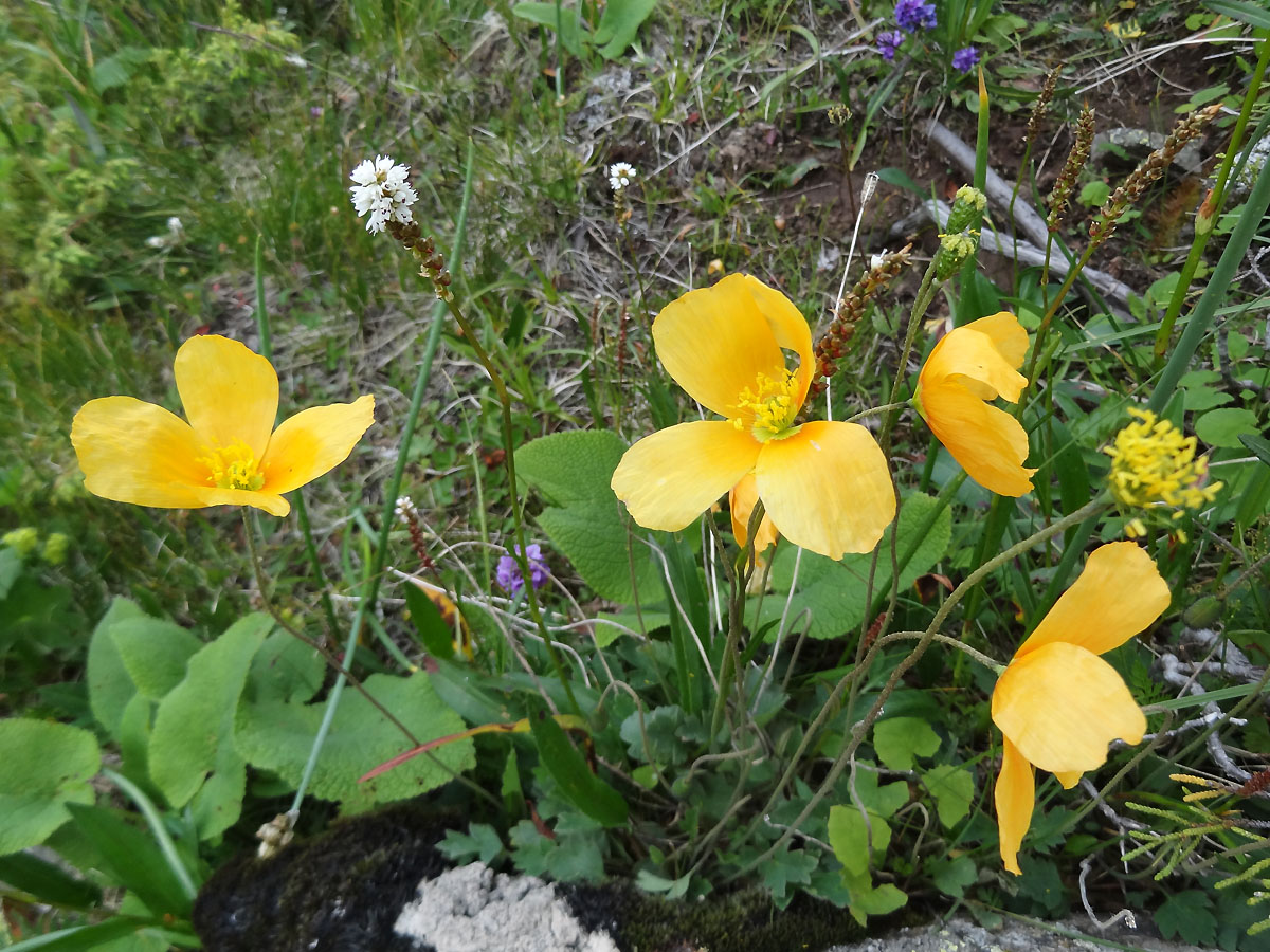 Image of Papaver croceum specimen.