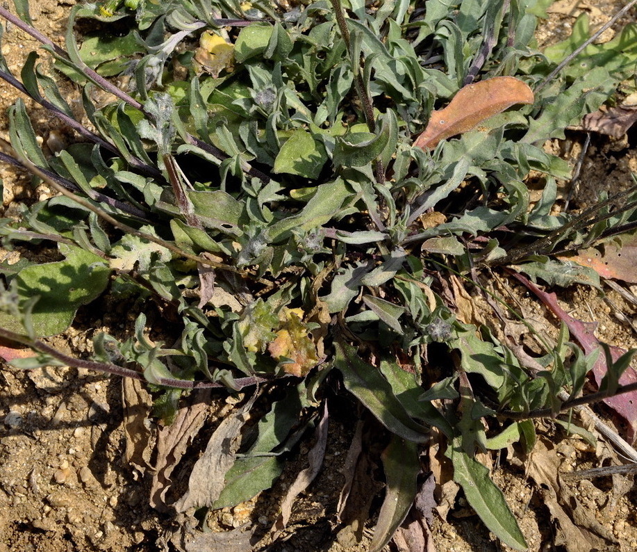 Image of Berteroa orbiculata specimen.