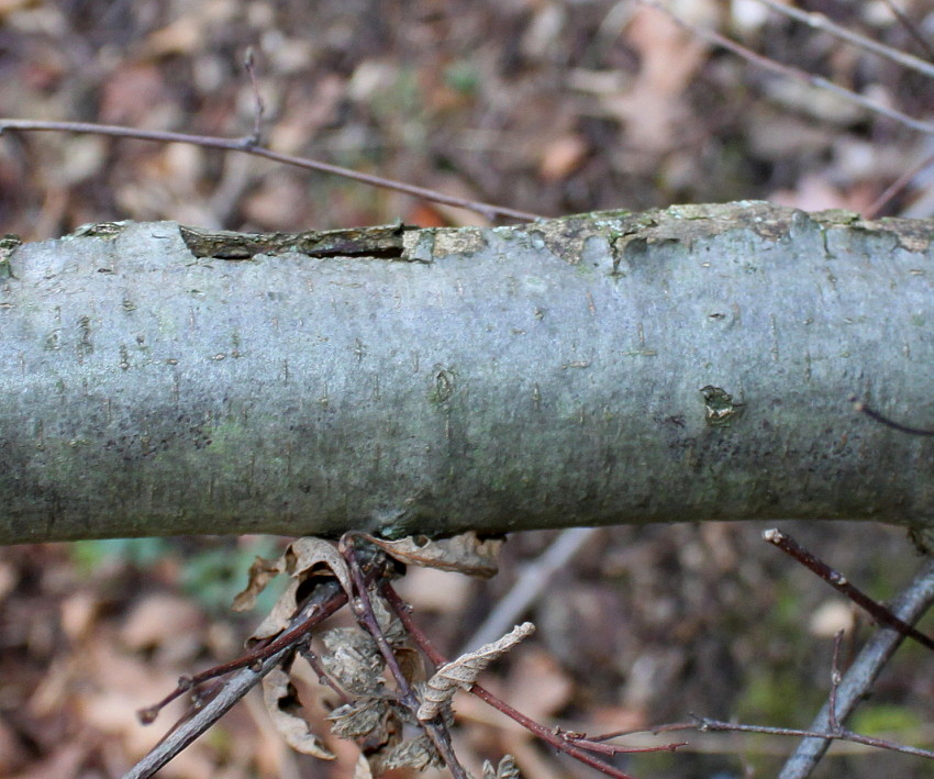 Изображение особи Nothofagus pumilio.