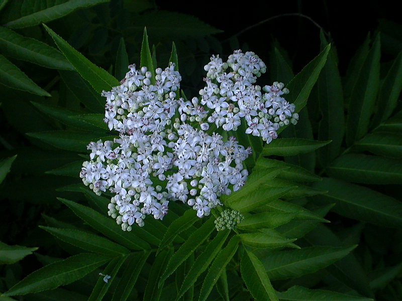 Изображение особи Sambucus ebulus.