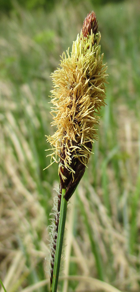 Image of genus Carex specimen.