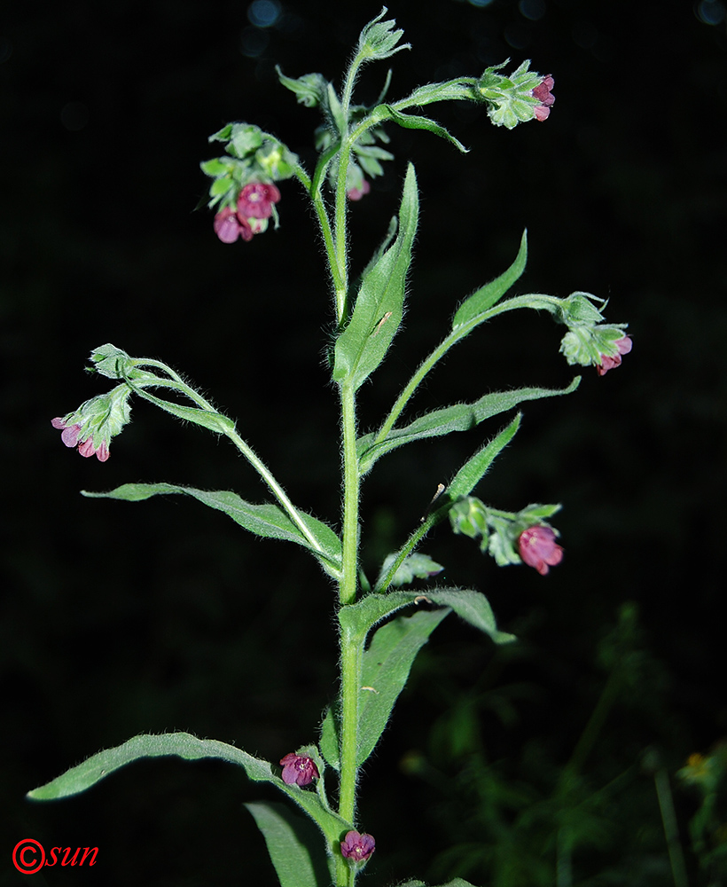 Image of Cynoglossum officinale specimen.