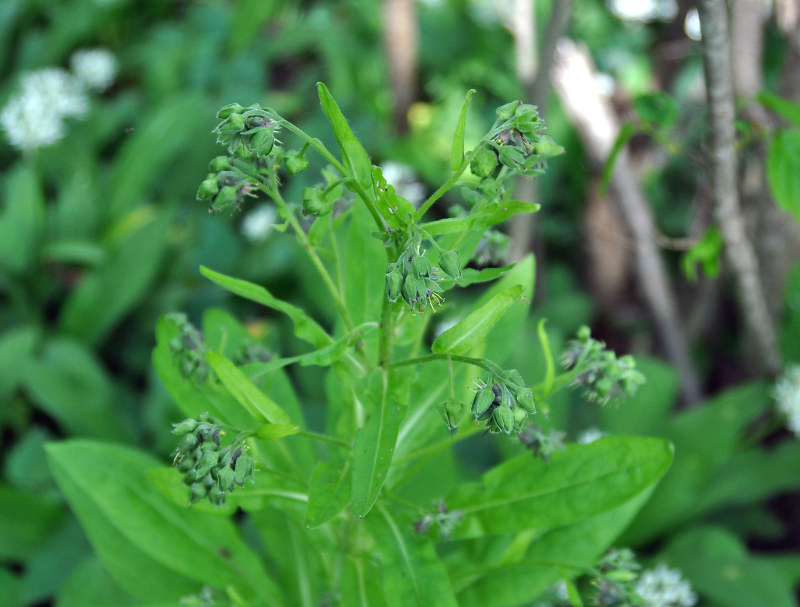 Image of Solenanthus biebersteinii specimen.