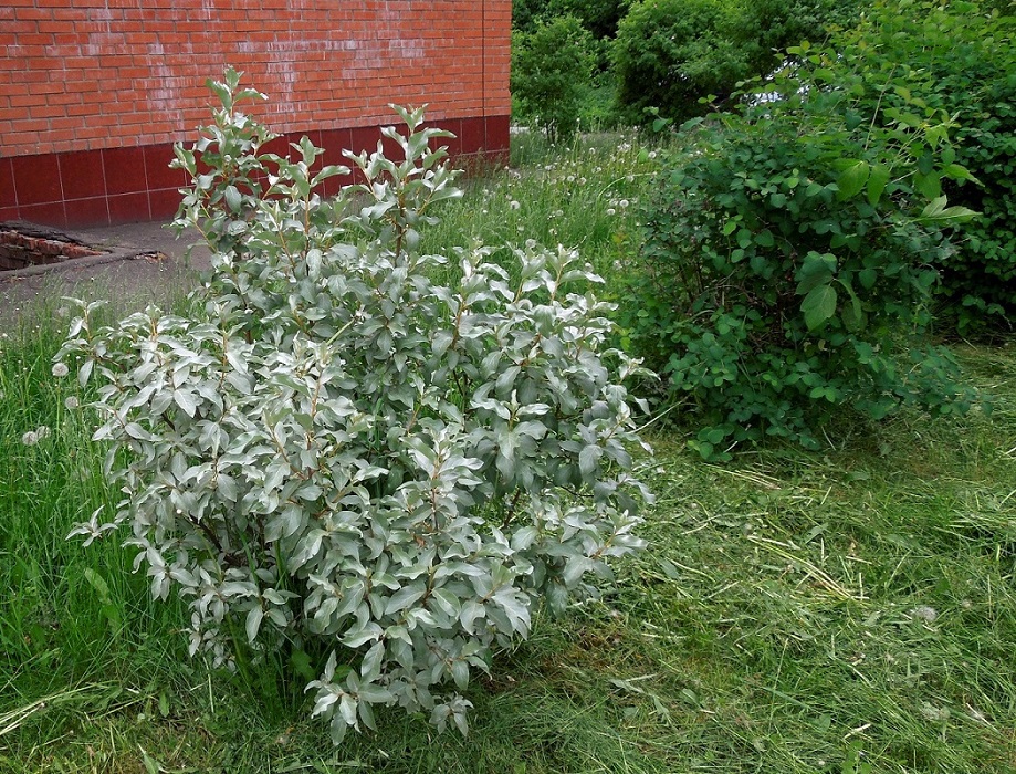 Image of Elaeagnus commutata specimen.