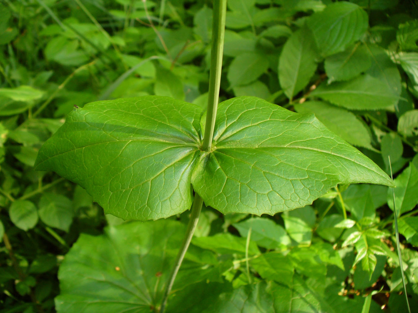 Image of Valeriana alliariifolia specimen.