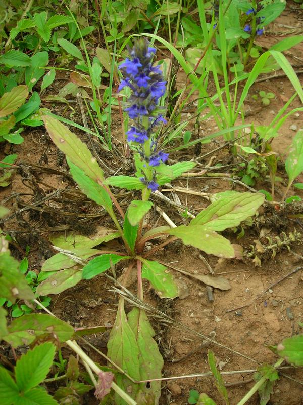 Изображение особи Ajuga genevensis.