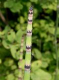 Equisetum разновидность robustum
