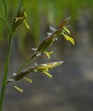 Festuca pratensis