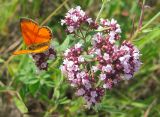 Origanum vulgare. Соцветие с кормящимся Червонцем огненным Lycaena virgaureae (Linnaeus, 1758). Республика Татарстан, г. Бавлы. 20.07.2009.