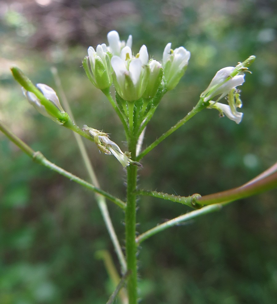 Image of Arabis pendula specimen.