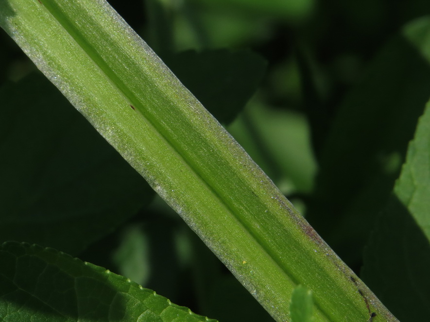 Изображение особи Scrophularia umbrosa.