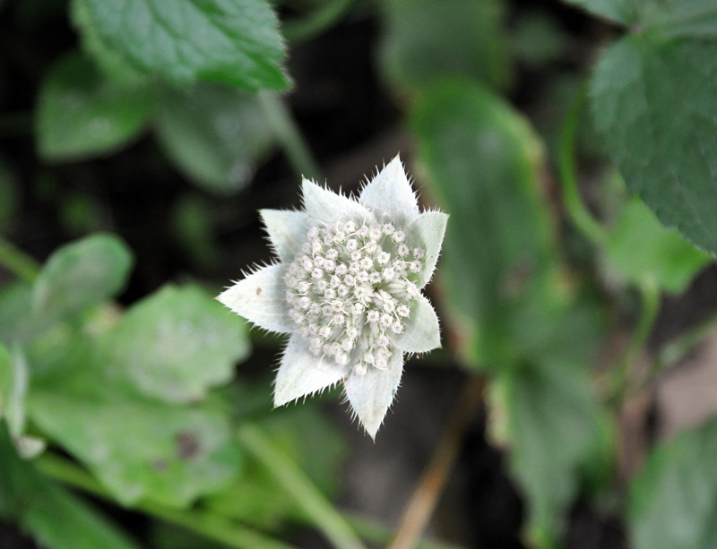 Image of Astrantia maxima specimen.