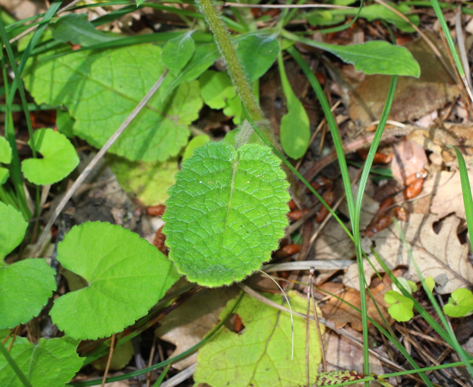 Image of Verbascum spectabile specimen.