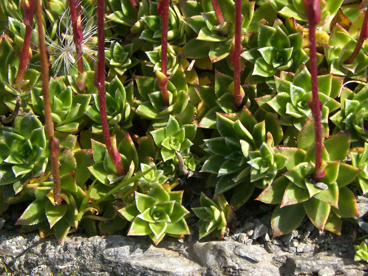 Image of Saxifraga kolenatiana specimen.