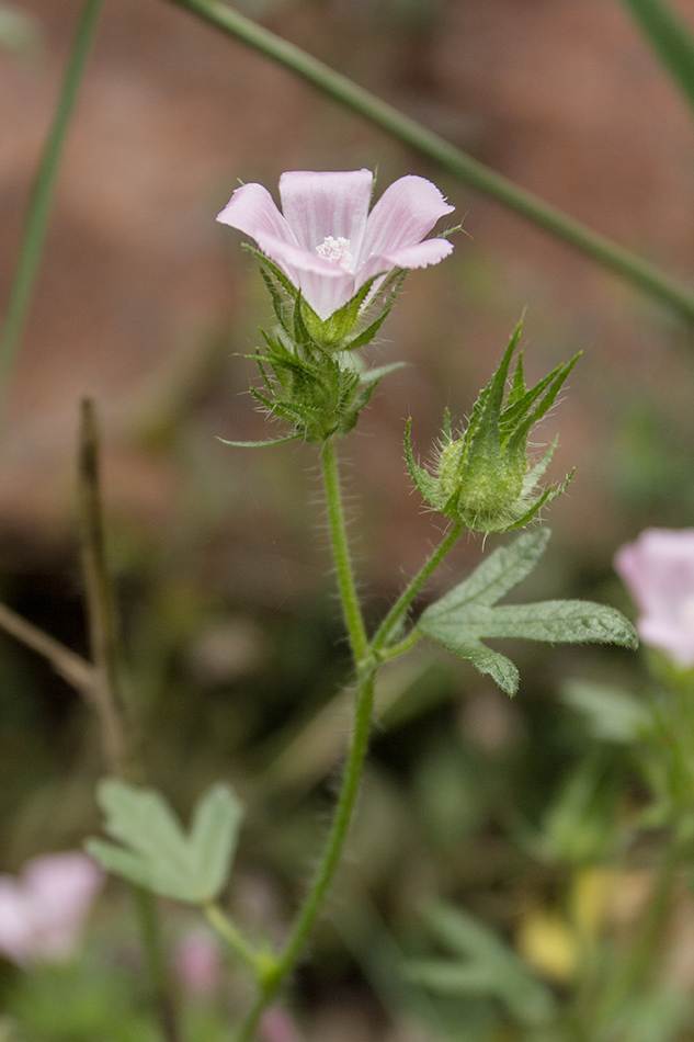 Image of Malva setigera specimen.