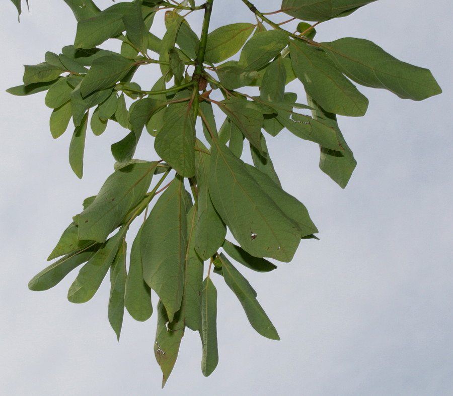 Image of Sassafras albidum specimen.